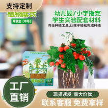 儿童阳光种植房小学生种菜植物生长观察盒箱窗玩具科学小实验套装