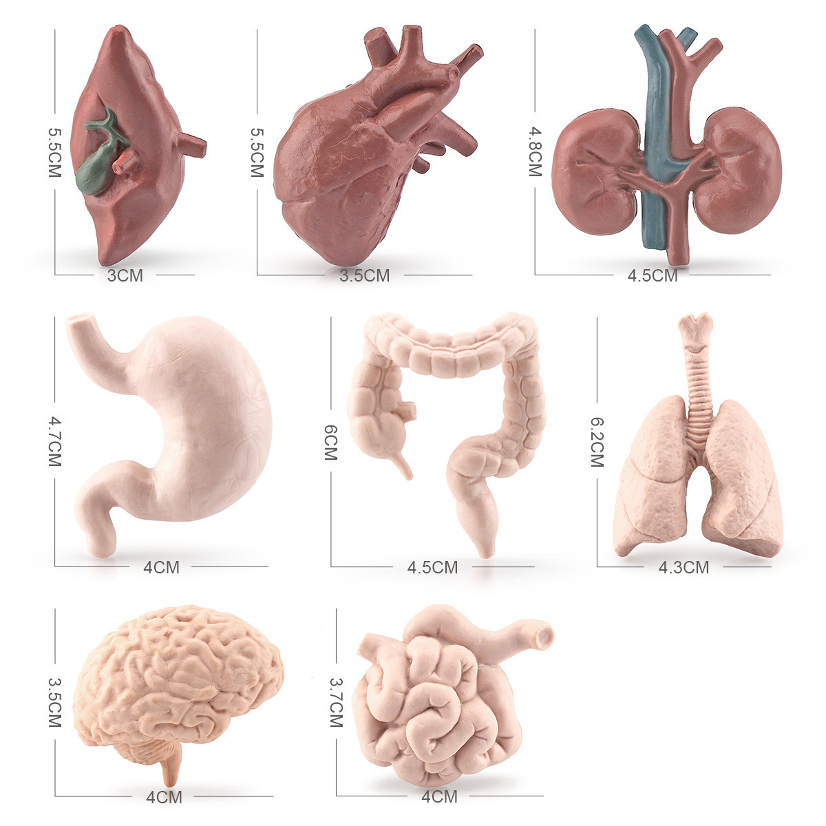 Transfronteriza Simulación Ciencia y Educación modelo de órgano humano cerebro Corazón Pulmón hígado estómago intestino grueso intestino delgado riñón adornos estáticos
