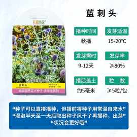 花园传说蓝刺头种子蓝星球篮球蓟种籽多年生可切花室外盆栽春秋播