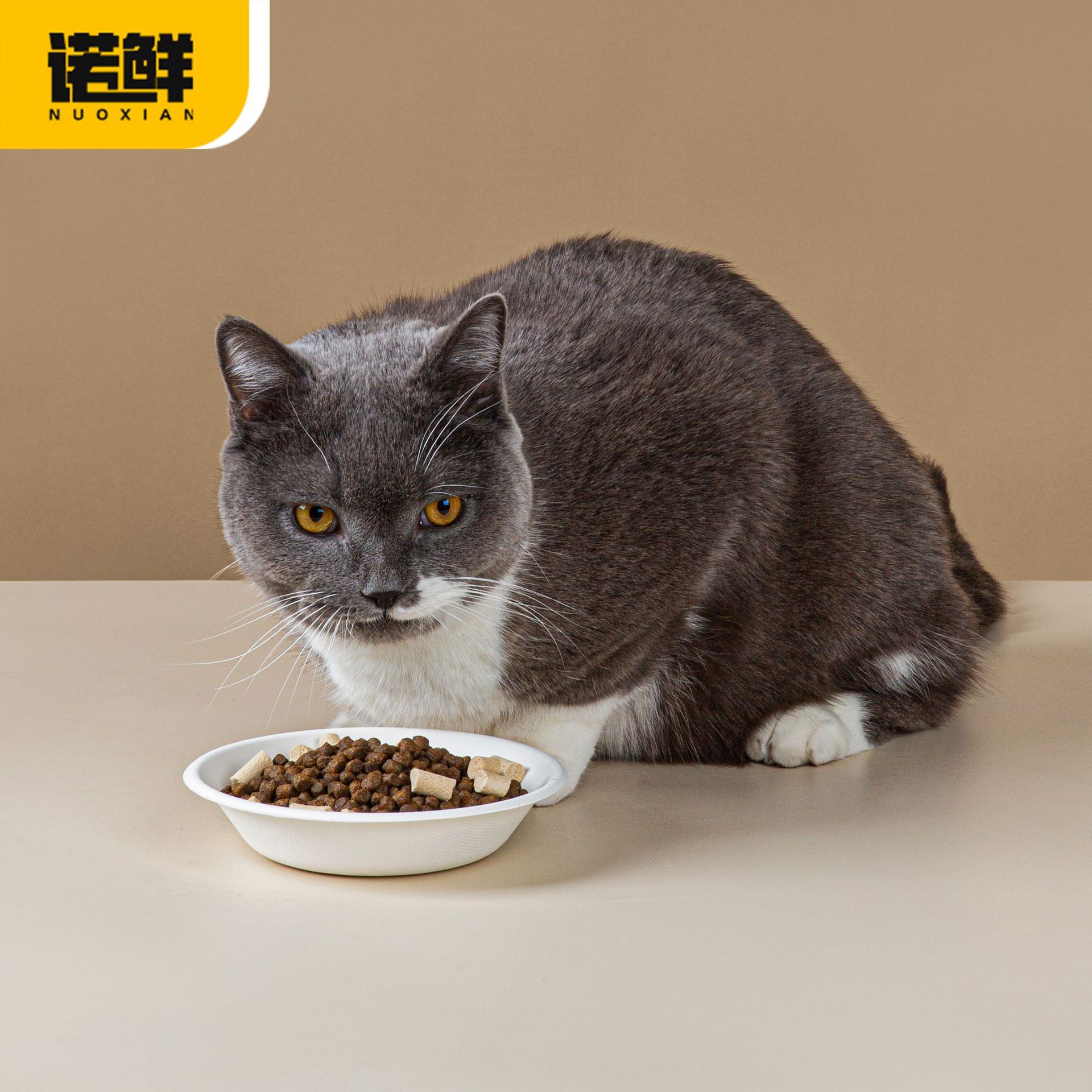일회용 고양이 먹이 그릇 고양이 식기 애완 동물 신선한 음식 그릇 분해 가능한 종이 그릇 스트레이 고양이와 개 밥 그릇 두껍게