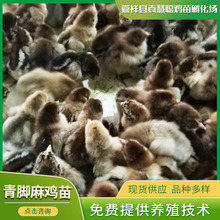 山東養雞場農家散養快大型青腳麻雞雞苗 批發銷售青腳麻母雞苗