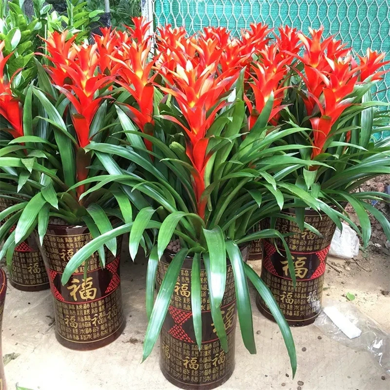 Hongyun Dangtou растение в горшке зеленое растение Крытый большой цветок ананаса в горшке маленькая красная звезда с растением в горшке