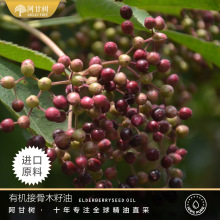 ���ʘ��ЙC�ӹ�ľ����Sambucus Nigraֲ���ͬF؛���l
