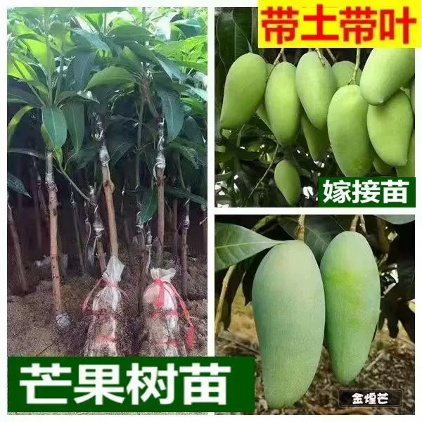 Саженцы манго Jinhuang Саженцы манго привиты саженцы манго