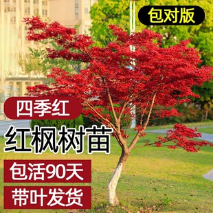 �ձ��t�������ļ��t�輧�Ϙ�ͥԺ�e���G��ֲ���������ͺ������辰