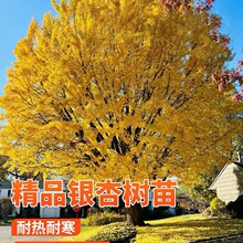 银杏树活苗金叶白果别墅庭院绿化风景拆迁大树苗行道树南北方种植