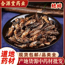 蟋蟀中药材  蛐蛐干 五谷虫 秋虫干 将军虫 夜鸣虫 促织秋虫批发