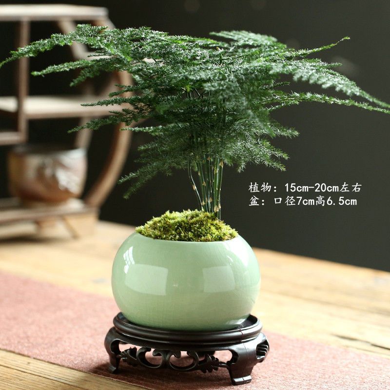 Ge 야오메이 청 + 트레이 + 아스파라거스 심기