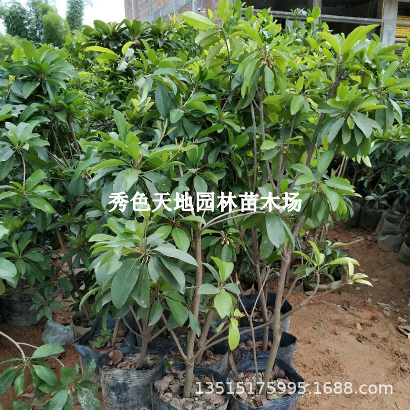 四季人心果苗嫁接大果庭院盆栽仁心果树人参果吴凤柿带果树苗地栽