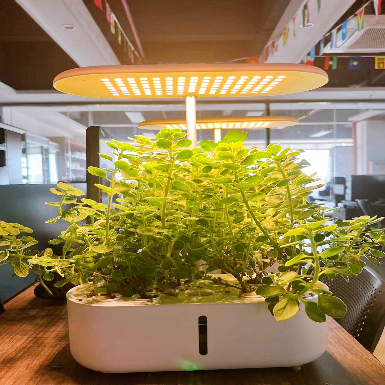 植物灯1-R1