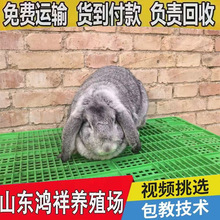 山东鸿祥公羊兔养殖场现货供应巨型公羊兔种兔公羊兔长势快易管理