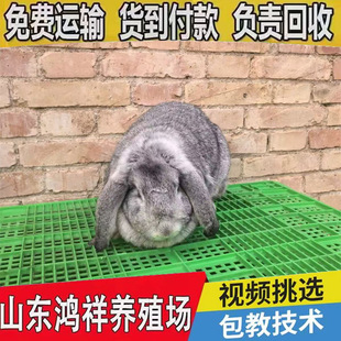 ɽ�|���鹫�����Bֳ���F؛�������͹����÷N�ù������L�ݿ��׹���