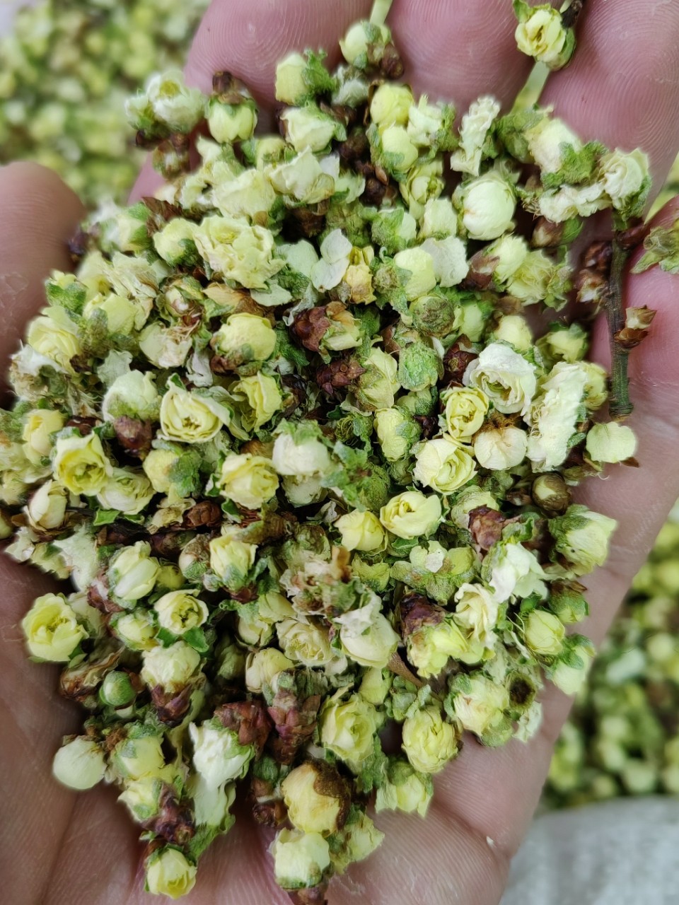 Green Plum Blossom (Prunus mume) — Dried Floral Herb for Tea & Seasonal Blends overview
