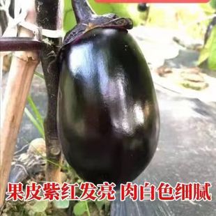 �Ϲ��ѷN�����lţ���Ϻڹ��ѱ������ӷN�Ӵ����ļ����߲˷N��
