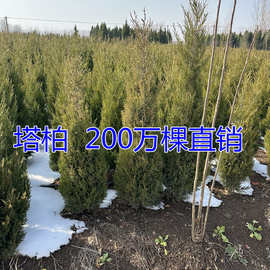 塔柏树蜀桧树苗桧柏358米高塔柏宝塔柏树千头柏松柏墓地柏北京桧