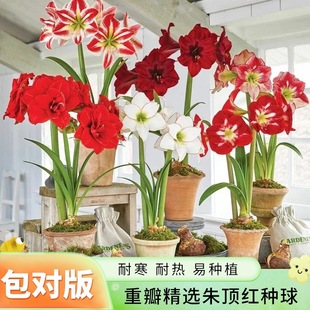 ��피t�M�ڴ�N���ذ����피t��ɫ�ļ��_���N�Ӵ�ȫ�̨�Gֲ�N��