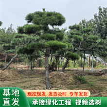 松树出售多层次造型全冠移植高1.5米油松景松黑松常年供应绿化松