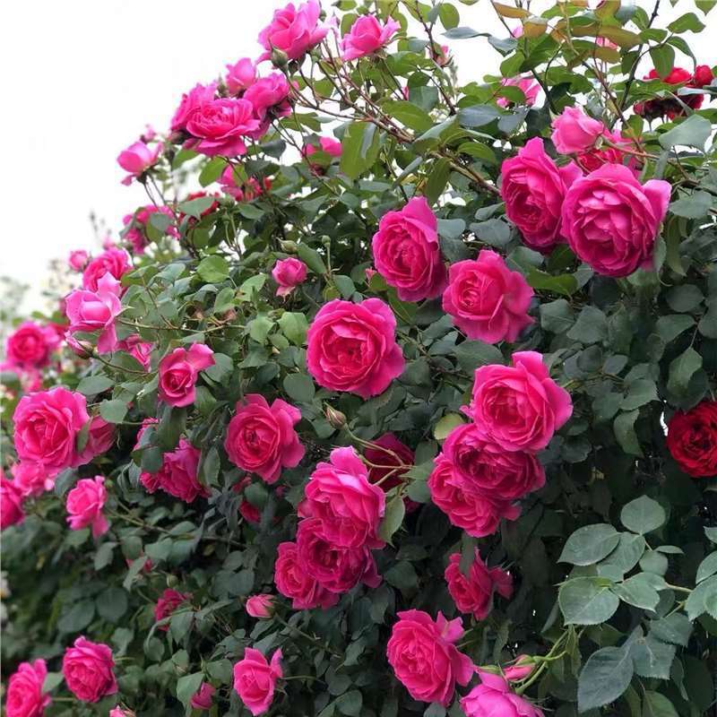 四季咲きのバラの花苗、特大の花つる苗、屋内外のバルコニー鉢植えバラ|undefined