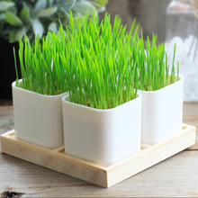 ؈����С�ݻ��N���ļ��׻��҃�����ˮ��؈���ݷN�Ѳ��ѷNԭ�S�ʰ�