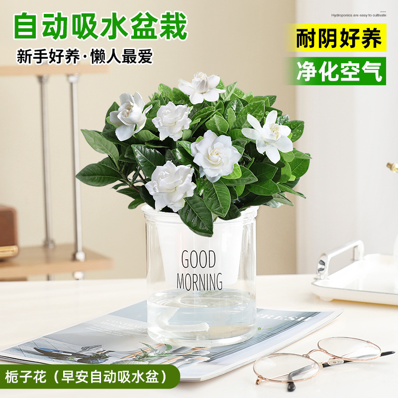 치자나무(굿모닝 자동흡수대)