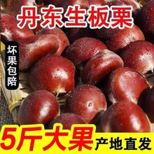 板栗生新鲜栗子2023年当季大板栗锥栗丹东大板栗生栗10斤菜毛栗子