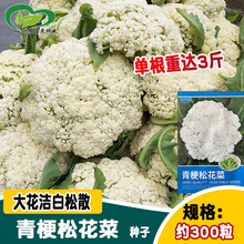 华耐青梗松花菜种子 大颗松花洁白花椰菜籽 菜园农家春秋菜园蔬菜