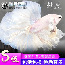 赛级泰国斗鱼粉白活鱼仙女婚纱纯白半月观赏鱼热带鱼赛级泰国斗鱼