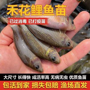 �̻����絾���������~��ɻ�����ˮ�Bֳʳ�õ����~���B�ͻ��a�~��