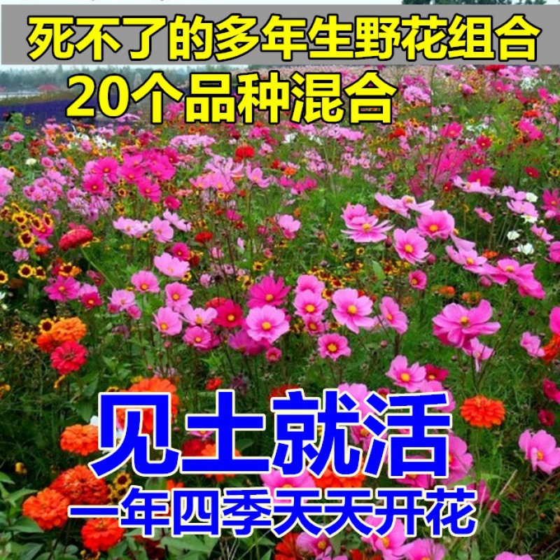 耐旱庭院花种多年生四季开花波斯菊百日草花籽野花组合种子批发