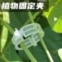 固定塑料植物夹藤蔓夹子