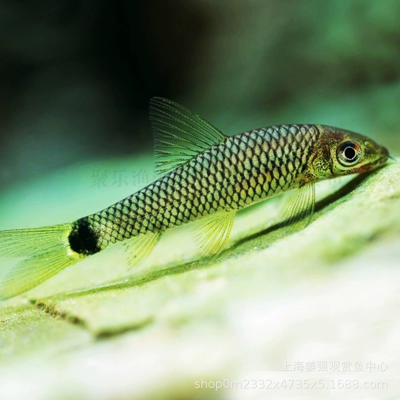 Первая линия черная линия обезьяна Летающая лиса декоративные рыбы Тропические рыбы живые Домашние животные травяной резервуар мох эльф рыба водоросли оптом