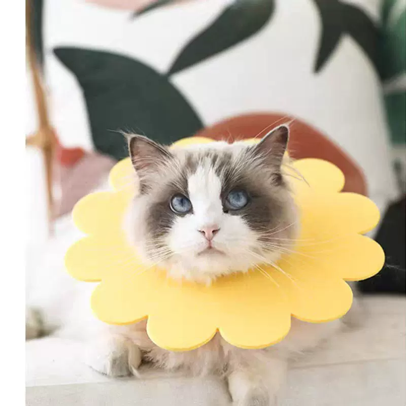 太阳花伊丽莎白圈猫咪项圈狗狗脖圈轻薄头套防舔咬耻辱圈绝育用品