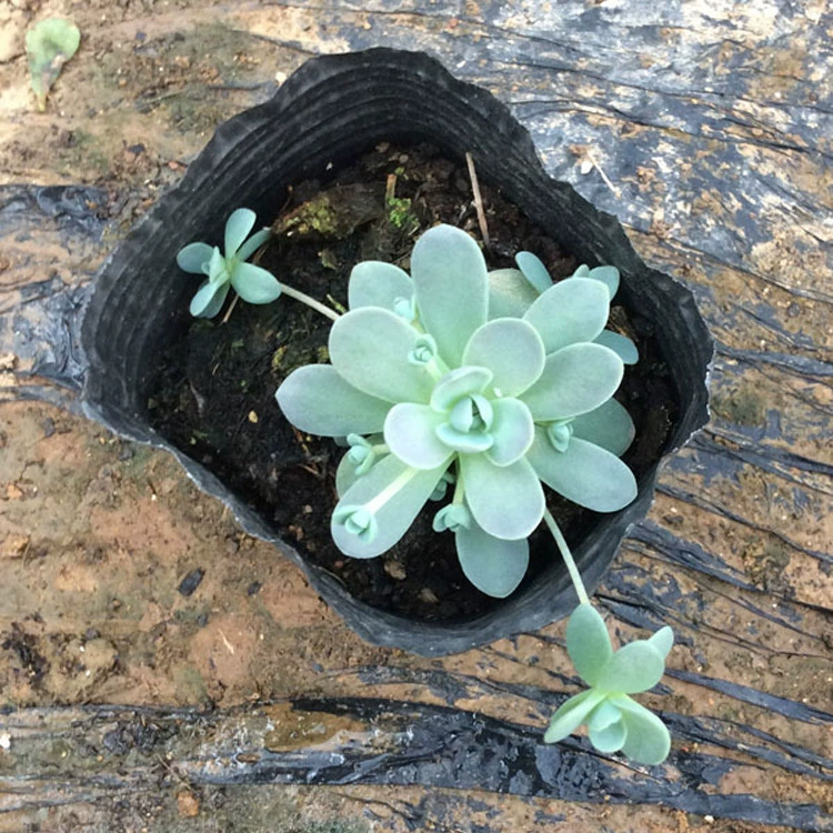 Zijianhua сочные растения в форме пальмы в горшке офисные украшения для дома садовые растения украшения бонсай