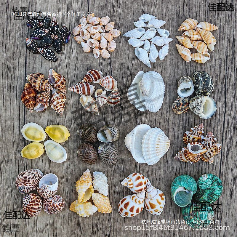 Natural Conch Shells Sold by the Pound, Small Starfish, Hermit Crab Replacement Shells, Fish Tank Landscaping, Drift Bottles, Handmade Painting Materials Natural Conch Shells Sold by the Pound, Small Starfish, Hermit Crab Replacement Shells, Fish Tank Landscaping, Drift Bottles, Handmade Painting Materials