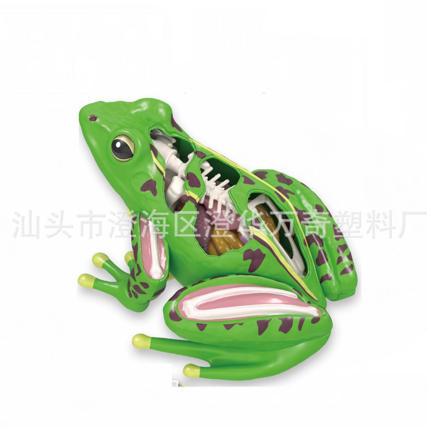 Children's Science Enlightenment Biological Organ Structure Puzzle Anatomy Bone Cognition Early Education Body Viscera Puzzle Toy