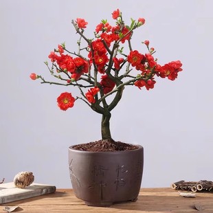 ԭ���ذ��L�۹ں��Ļ����������ͺ����Ի����ļ��_���Ϙ��辰ֲ��