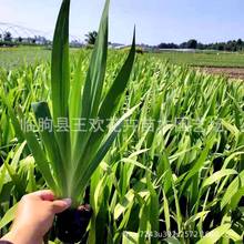 �Sβ��ˮ���Sβ�{���Sβ�^��ֲ��ˮ����؈@������Sβ�{��������