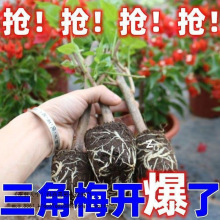 三角梅新品种勤花重瓣梅盆栽带花耐寒爬藤老桩树苗四季开花绿樱