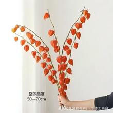 {ɻSlȻ\СϹϹҾӿ͏db[