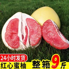 【现货】尝鲜当季鲜果红柚红心柚子红心蜜柚三红柚4-10斤每天发货