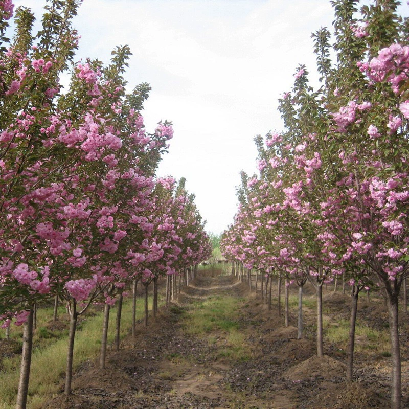 Привитые саженцы вишневого дерева в горшке Китайский красный четыре сезона Вечнозеленый сад Южная Посадка цветочных бутонов Сильный аромат