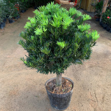 _hɘȸͥԺęԿ辰ӭɾGֲ