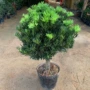 迎客松造型盆栽植物树苗