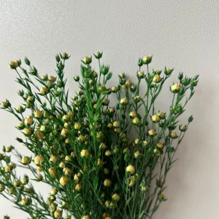 永生花相思豆富贵豆干花花束diy花材工艺礼品插花配材婚庆装饰