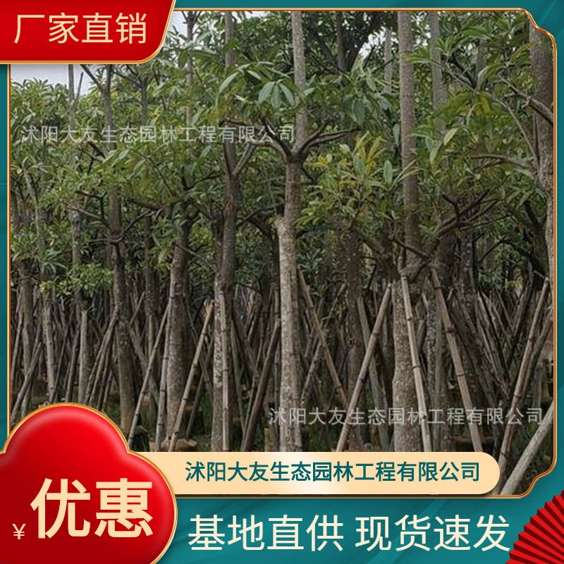 База оптом Самопроизводство Dengtai Рассада деревьев Живописный район Ландшафтный дорожный сад Инженерная озеленение рассады