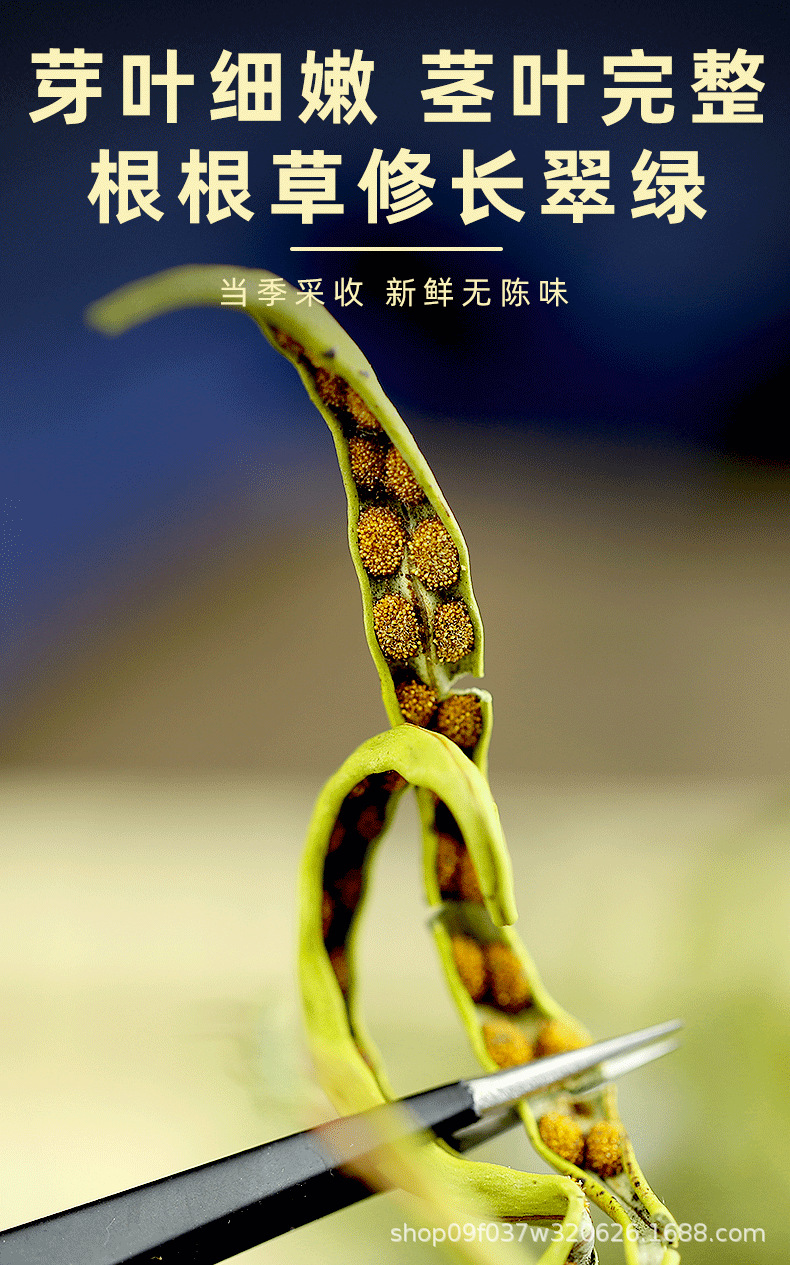 Wild Small Leaf Orthosiphon Kidney Tea Mao Xu Cao Dried Herb for Daily Herbal Infusion 250g quality and texture