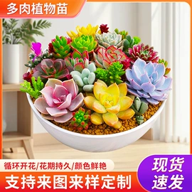 盆栽;乔木;花盆容器