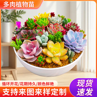 ����ֲ����M�����Գ�Ʒ�t��ʯ��ͯ����¶�Gֲ�҃ȕ���ֲ��[��