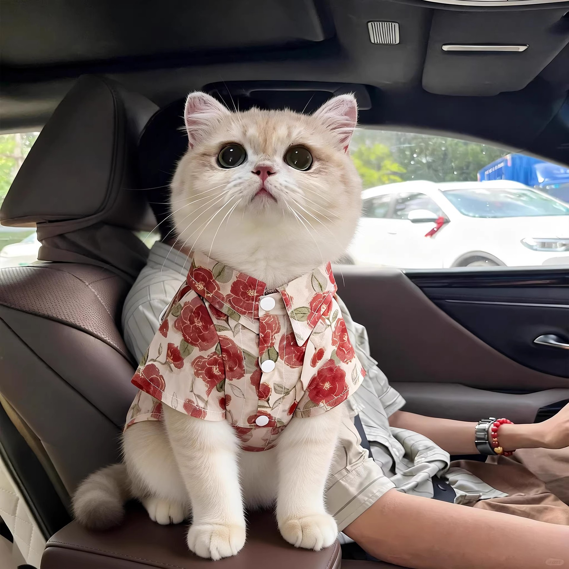 猫咪衣服碎花衬衫春夏薄款防飞毛布偶渐层小猫宠物小型犬狗衣服