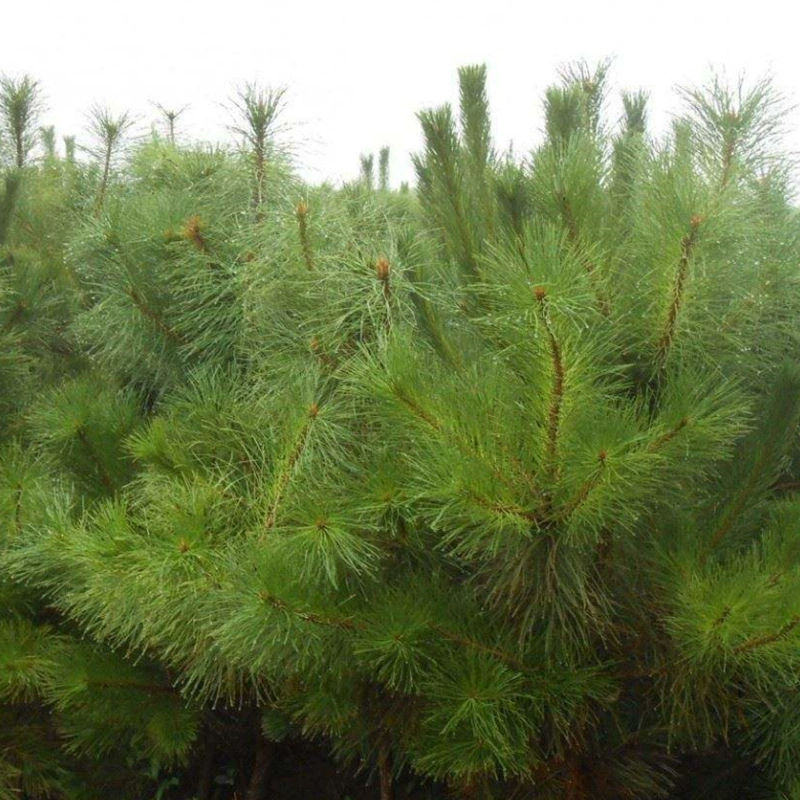 Фабрика оптом недавно отобранные семена Pinus tabulaeformis бесплодные горные облесения семена сосны Озеленение семена сосны Массон семена сосны